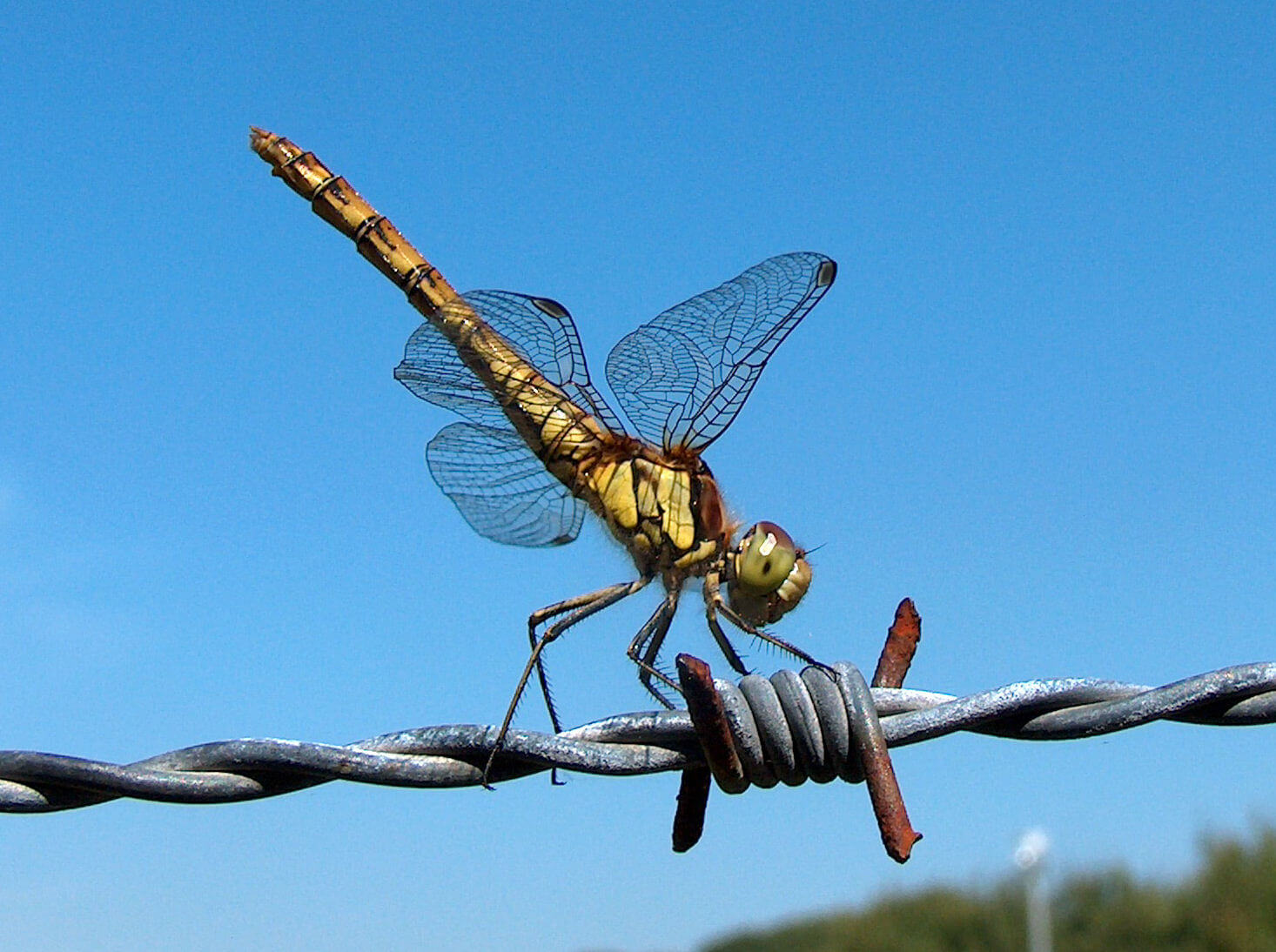 Female Common Darter showing obelisk behaviour by Andy Cook